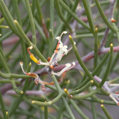 Hakea trifurcata