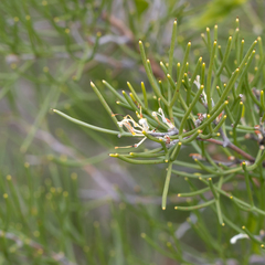 Hakea trifurcata
