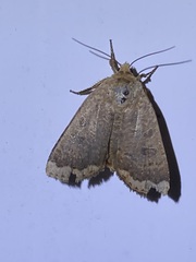 Abagrotis alternata