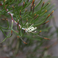 Hakea trifurcata