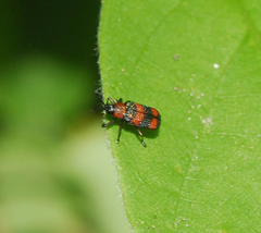 Microrhopala pulchella