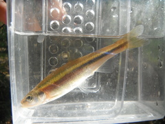 Clinostomus elongatus
