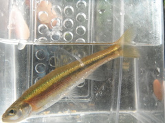 Clinostomus elongatus