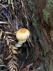 Lepiota magnispora