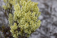 Oligarrhena micrantha