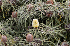 Banksia speciosa