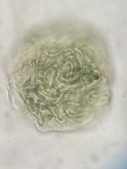 Nostocaceae