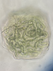 Nostocaceae