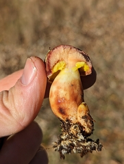 Aureoboletus flaviporus