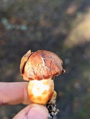 Aureoboletus flaviporus