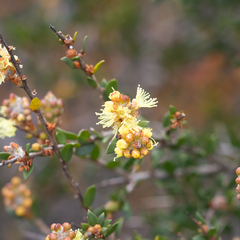 Melaleuca thymoides