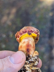 Aureoboletus flaviporus
