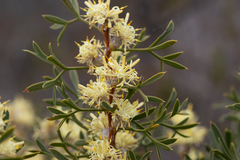 Petrophile squamata