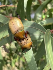 Anoplognathus olivieri