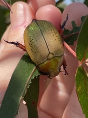 Anoplognathus olivieri