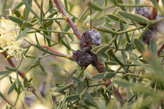 Petrophile squamata