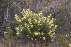 Petrophile squamata