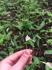 Codonorchis lessonii
