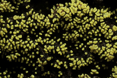 Ceratiomyxa
