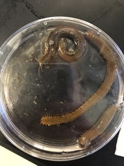 Diopatra cuprea