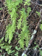 Polypodium californicum