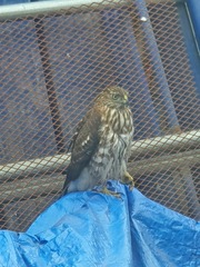 Accipiter cooperii