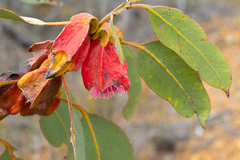 Eucalyptus tetraptera