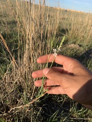 Oenothera glaucifolia