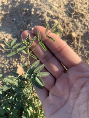 Mimosa nuttallii