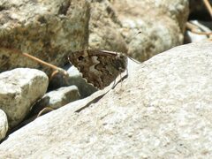 Hipparchia aristaeus