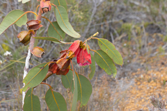 Eucalyptus tetraptera
