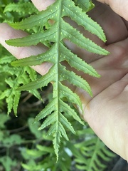 Polypodium californicum