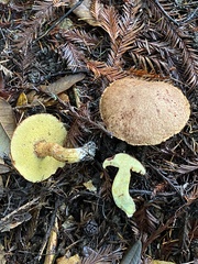 Suillus lakei