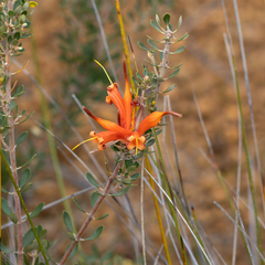 Lambertia inermis