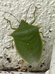 Loxa viridis