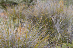 Mesomelaena tetragona