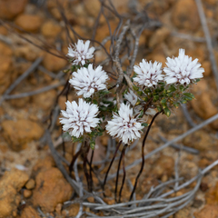 Laxmannia brachyphylla