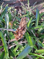 Quesnelia quesneliana