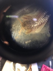 Diopatra cuprea