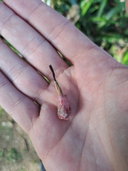 Quesnelia quesneliana