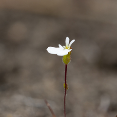 Stylidium perpusillum