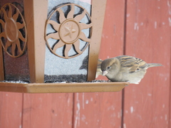 Passer domesticus