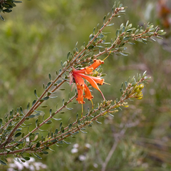 Lambertia inermis