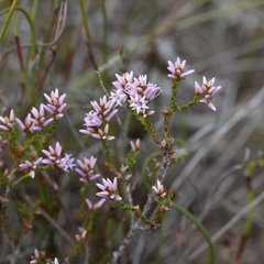 Andersonia parvifolia