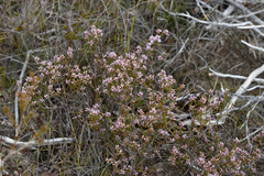 Andersonia parvifolia