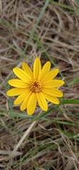 Aspilia montevidensis