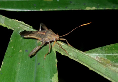 Meropachyini