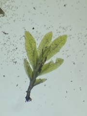 Fissidens bryoides