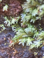 Fissidens bryoides
