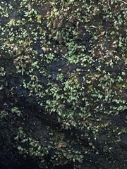 Fissidens bryoides